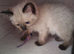 Beautiful ragdoll kittens