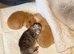 Chinchilla exotic Persian Kittens