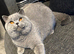 Stunning British Shorthairs