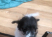 2 jackapoo/chipoo puppies