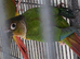 Pineapple Conures