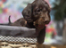 Gorgeous PRA clear Daxipoo puppies hypoallergenic teddy bears