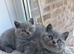 8 British Short Hair Kittens Available grey / blue