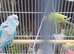 I have 1 pair and a single male with cage