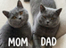 Kittens British Shorthair