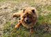 Chow chow proven stud
