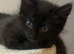 Half Maine coon kittens