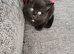 2 male kittens