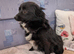 Jack Russell cross