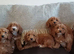 Cockapoo puppies for sale
