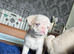 Beautiful Pink Pug puppies for sale