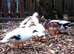 QUARTET OF ABACOT CALL DUCKS.