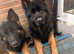 German Shepherd boy for stud , 3 years old