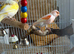 Male and female Canary for sale