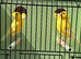 Proven German rollers hens