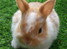 Gorgeous Baby Netherland Dwarfs - Vaccinated with the Nobivac 3 in 1 - READY NOW
