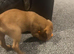 male Labrador. For sale