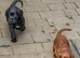 K C registered cocker spaniels for sale