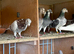 Pigeons