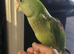 Beautiful Hand-Reared Baby Parrot &ndash; Ready for a Forever Home