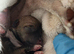 Adorable Pomchi Puppies Looking for Their Forever Homes**