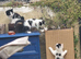 5 white and black kittens