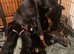 Royal KC Doberman puppies