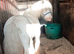 Ride and drive pony
