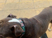 English bulldog male