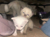 Beige cream kitten