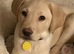 Adorable pedigree light Labrador boy puppy for sale