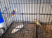 Guioldian finch pair