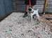 Jack Russel bitch 10 months old