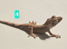 Juvenile Crested Geckos with full Lineage
