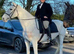 Lilly, 13yo grey mare