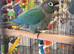 HAND-REARED super tame GREEN-CHEEK CONURES – BEAUTIFUL MUTATIONS