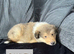 Male KC Sable and white Rough Collie Pups