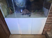 Large 4 foot aquarium and gloss cabinet