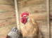 Buff cockerel
