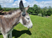 Three lovely pet donkeys