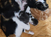 5 Playful kittens are looking for new homes