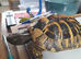 Horsefield tortoise