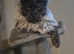 MAINE COON STUD BLACK SMOKE &pound;250