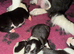 6 amazing puppies