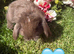 Pure mini lops