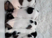 Gorgeous little Jack Russel puppies