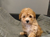 Toy poodle (read description)