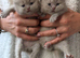 BEAUTIFUL BRITISH LONGHAIRED KITTENS FOR SALE