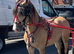 Dun filly