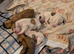 Cute pups for loving homes 500 very adorable